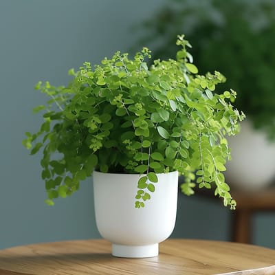 Faithful Plant