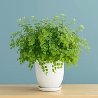 Faithful Plant — view 2