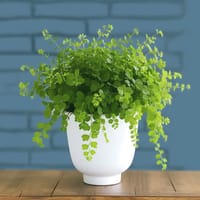 Faithful Plant — view 3