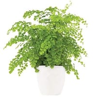 Faithful Plant — view 4