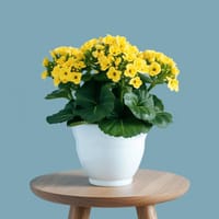 Forever Yellow Indoor Plant — view 2