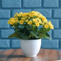 Forever Yellow Indoor Plant — view 3