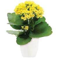 Forever Yellow Indoor Plant — view 4