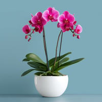 Imperial Purple Indoor Plant — view 2