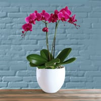 Imperial Purple Indoor Plant — view 3