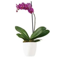 Imperial Purple Indoor Plant — view 4