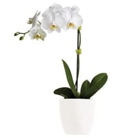 Opulance Plant — view 4