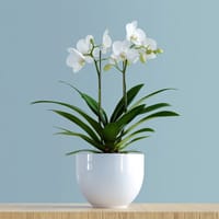 Opulance Plant — view 2