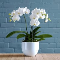 Opulance Plant — view 3