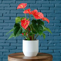 Radiant Ruby Anthurium Indoor Plant — view 2