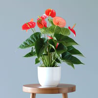 Radiant Ruby Anthurium Indoor Plant — view 3