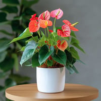 Radiant Ruby Anthurium Indoor Plant — view 1