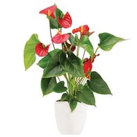 Radiant Ruby Anthurium Indoor Plant — view 4