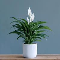 Simply Elegant Plant — view 3