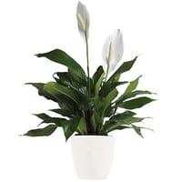 Simply Elegant Plant — view 4