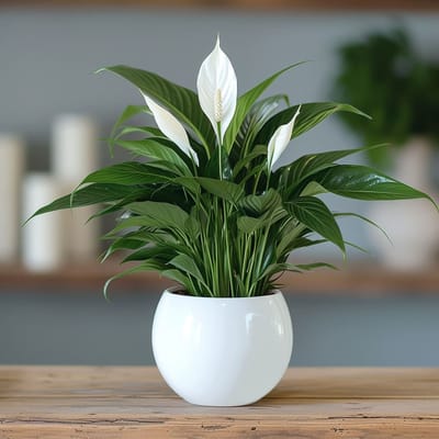 Simply Elegant Plant — get well flowers