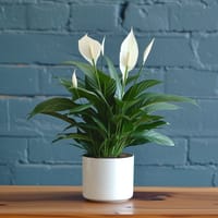 Simply Elegant Plant — view 2