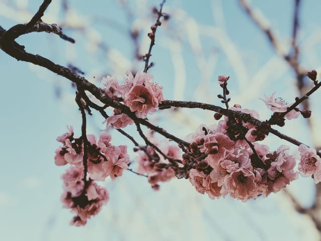 Cherry blossom in spring, Toowoomba