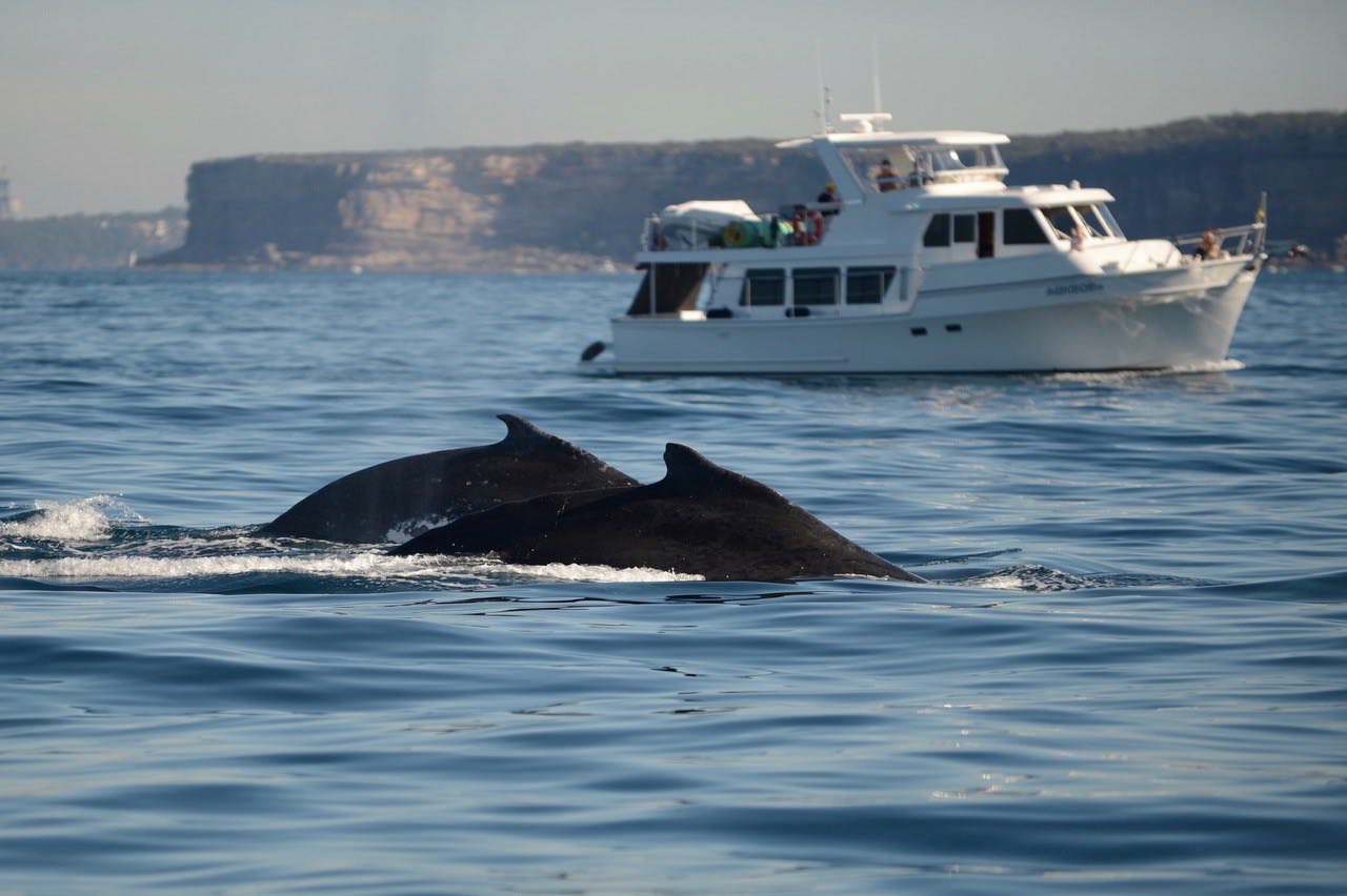 OCEAN LIFE photo 12