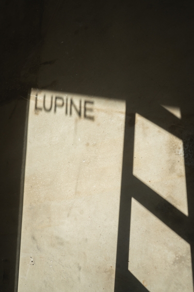Lupine Studio photo 5