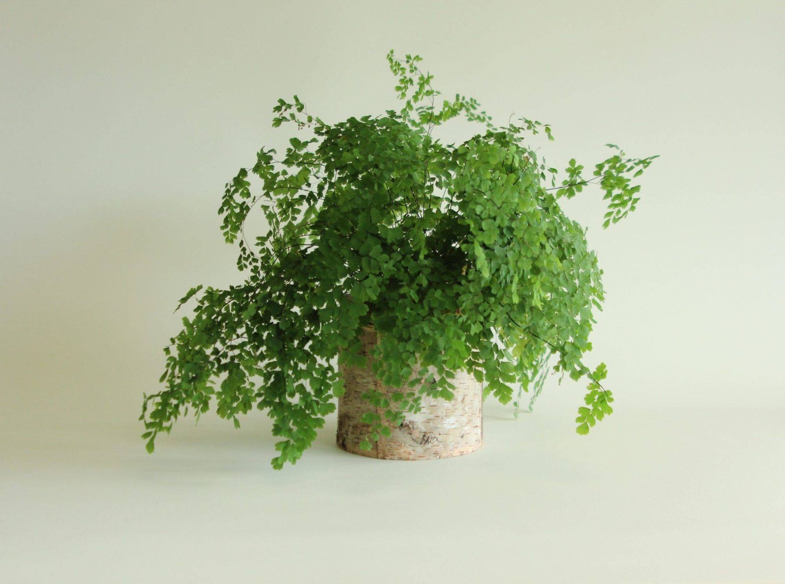 Birch Bark Planter Vases photo 5