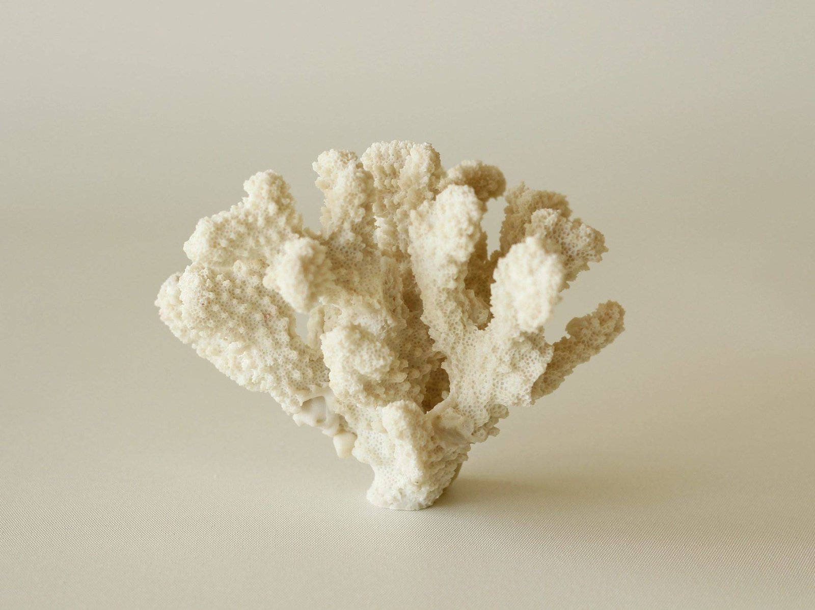 White Faux Coral photo 2