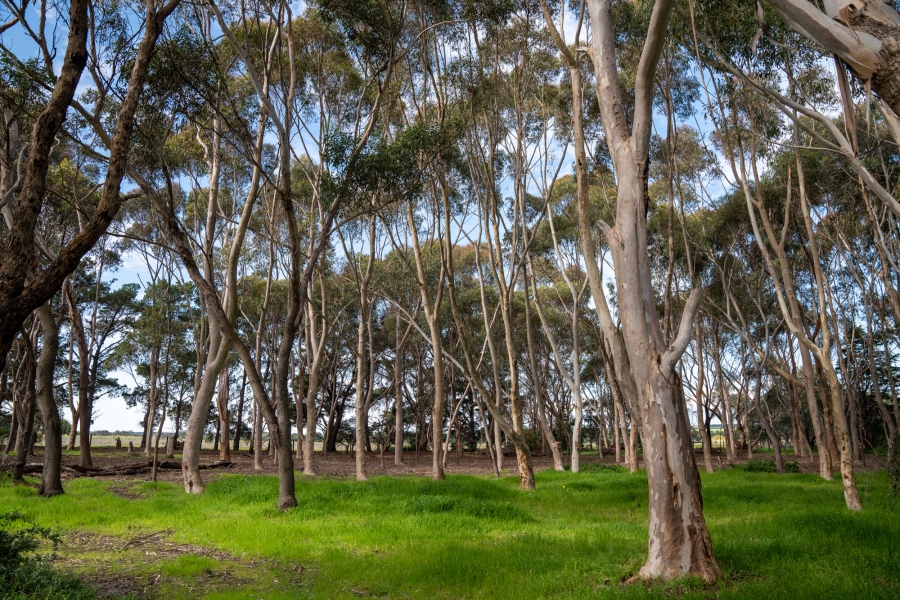 The Kombi Farm photo 3