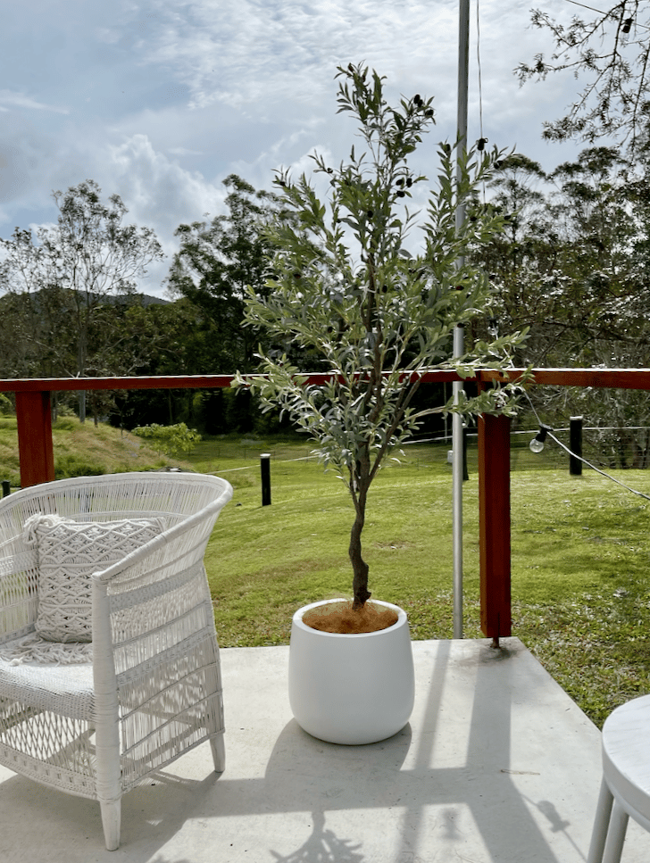 Olive Trees with Fairy Lights photo 2