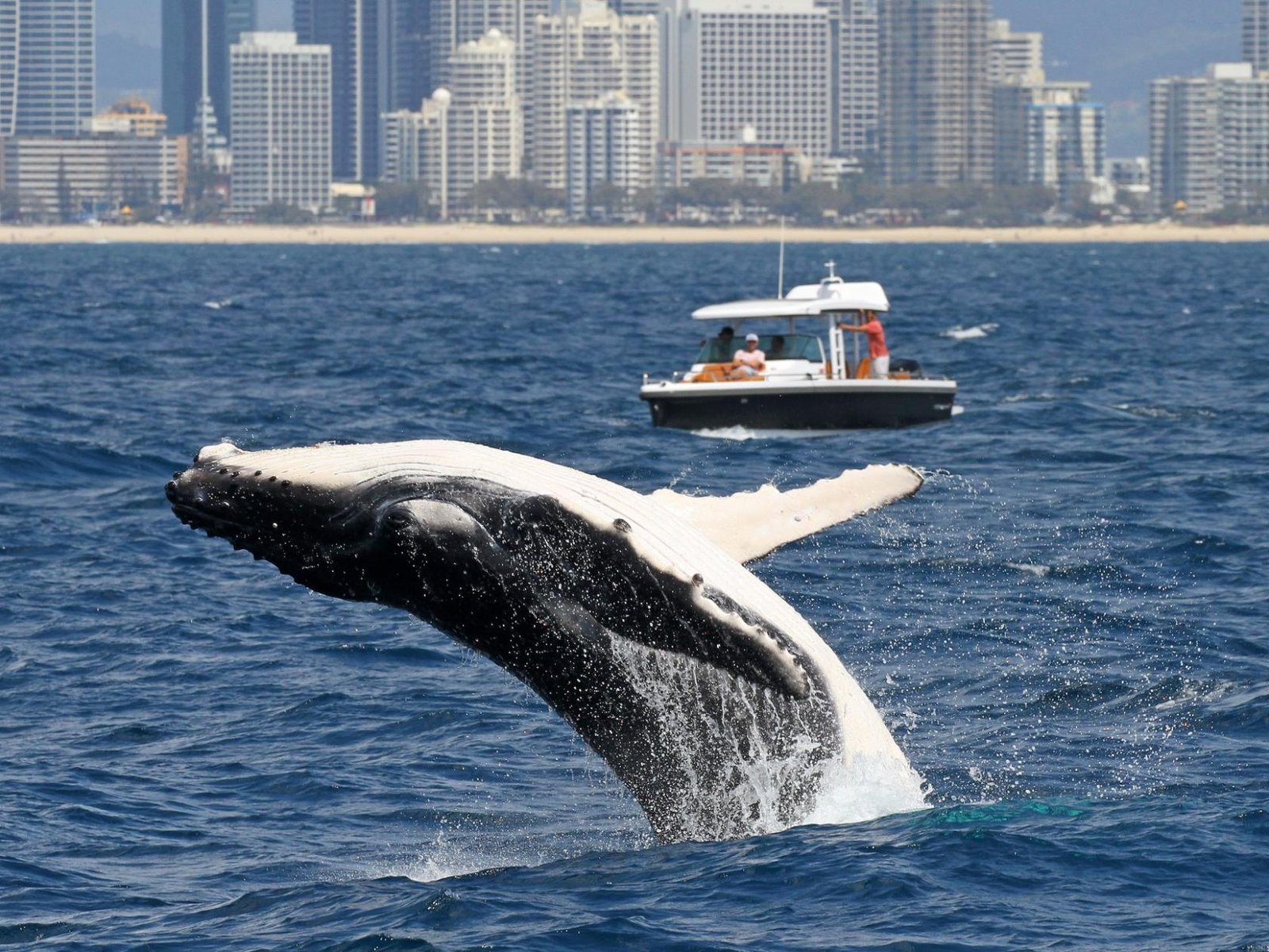 Whole Boat at Spirit of Gold Coast photo 8