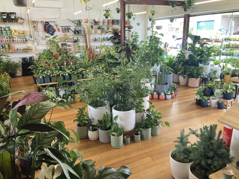 Lygon St Nursery photo 3