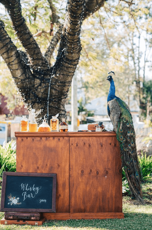 Peacock “Reg” photo 3