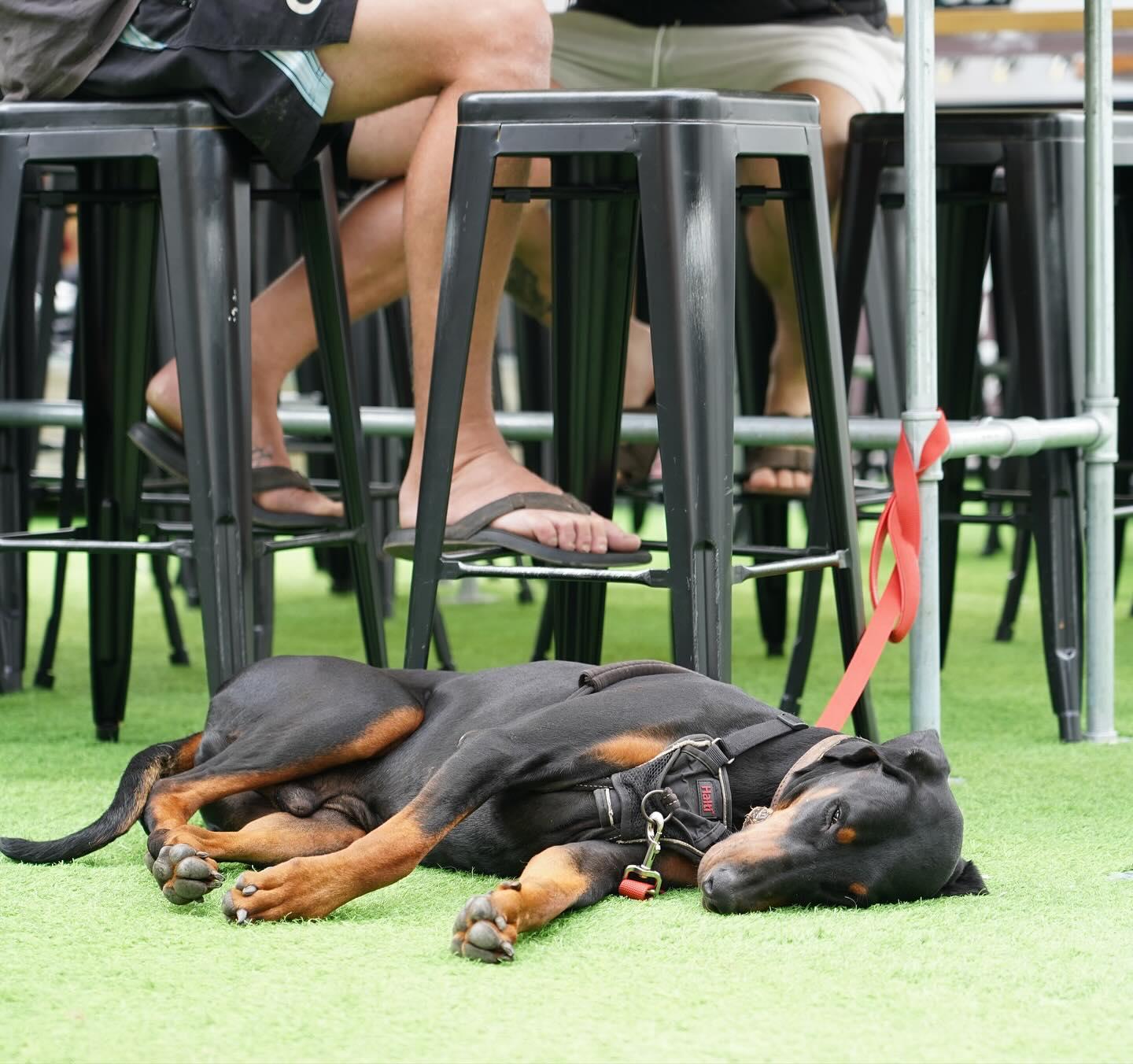 Entire Beer Garden at Hound and Stag Brewing Co photo 9