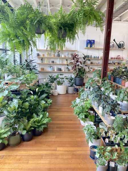 Lygon St Nursery photo 4