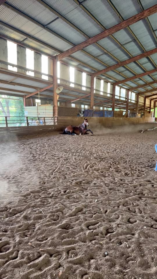 Arena for hire! photo 2