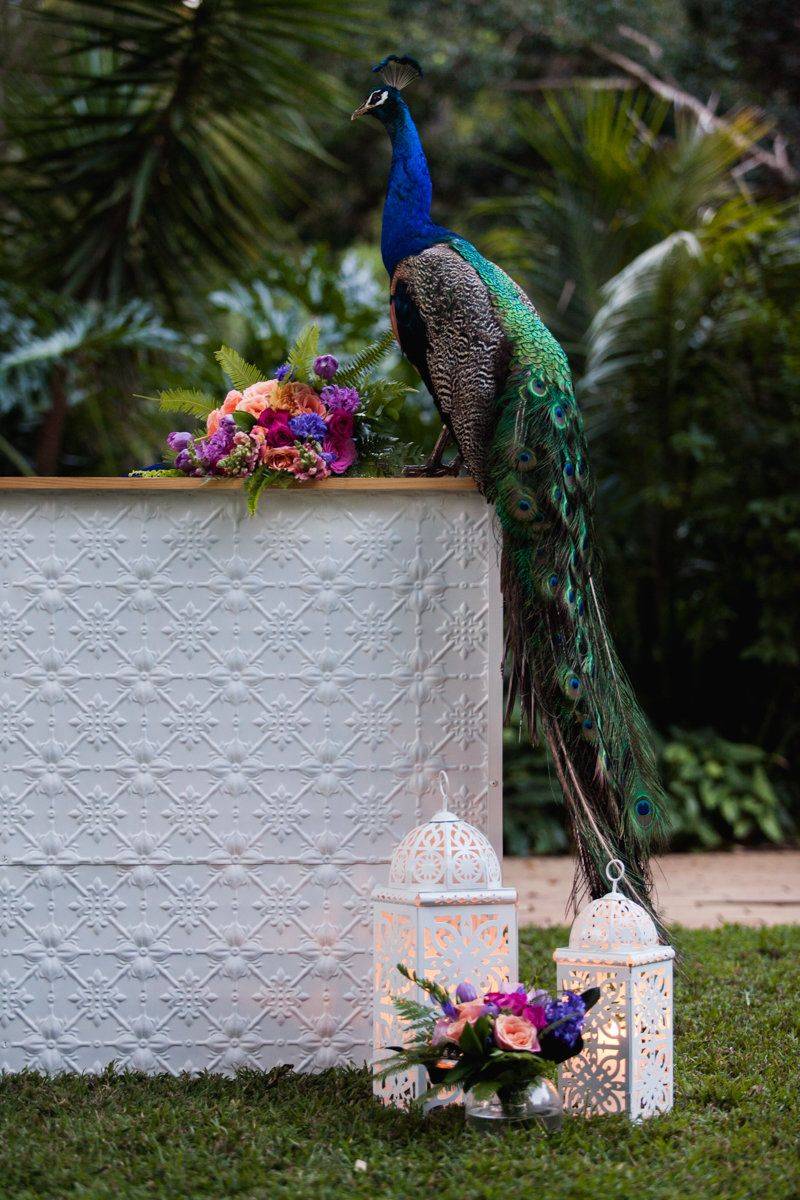 Peacock “Reg” photo 4