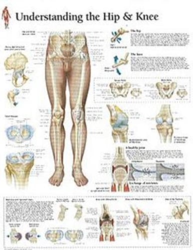  Knee Laminated Poster - picture