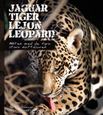 Jaguar, tiger, lejon, leopard : möten med de fyra stora kattdjuren_0