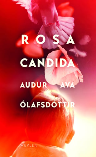 Rosa candida - picture