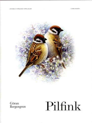 Pilfink - picture