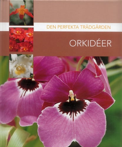 Orkidéer - picture