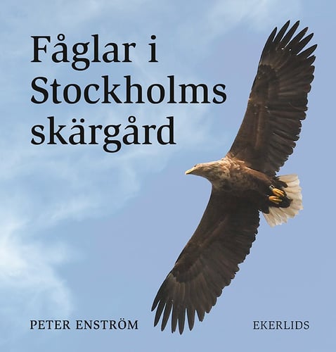 Fåglar i Stockholms skärgård_0