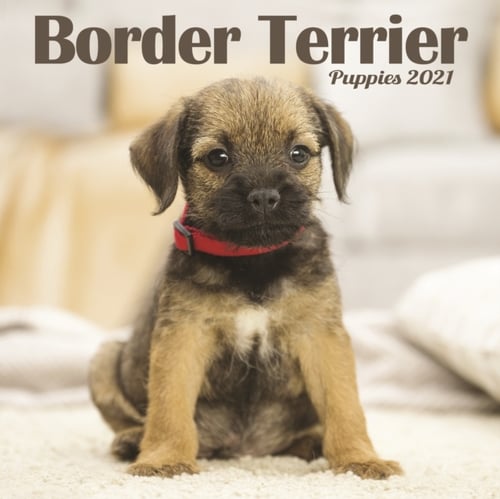 Border Terrier Puppies Mini Square Wall Calendar 2021 - picture