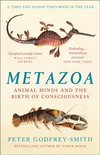 Metazoa - picture