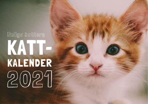 Roliga katters kattkalender 2021_0