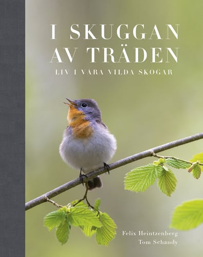 I Skuggan av träden : liv i våra vilda skogar - picture