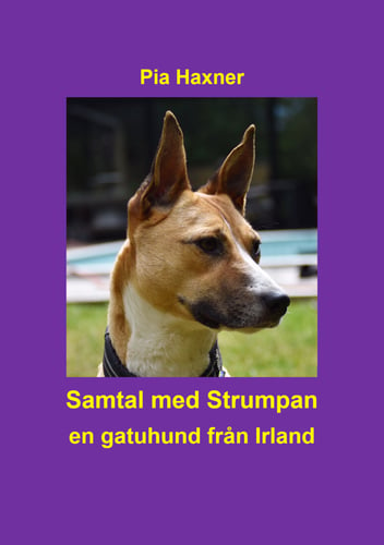 Samtal med Strumpan : en gatuhund från Irland - picture