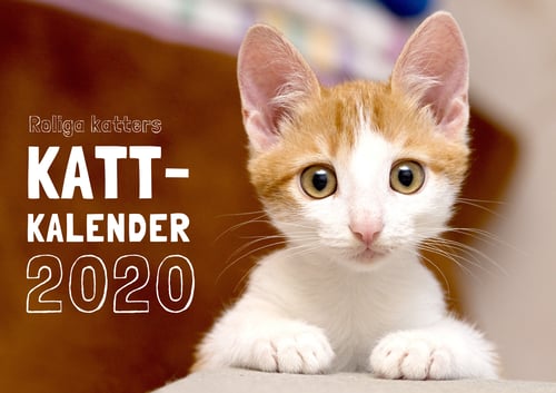 Roliga katters kattkalender 2020 - picture