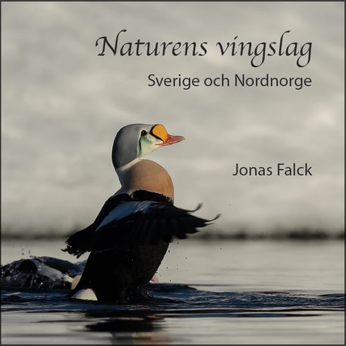 Naturens vingslag – Sverige och Nordnorge - picture