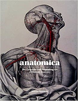 Anatomica - picture