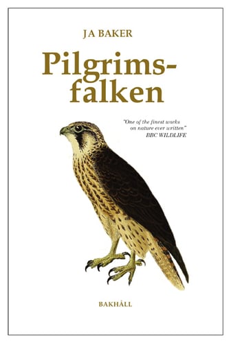 Pilgrimsfalken_0